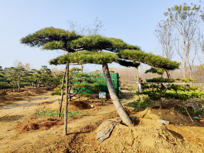 造型松移栽的時(shí)候?qū)ν寥烙泻我螅?/></p><p>        造型松移栽的時(shí)候?qū)ν寥烙泻我?？是不是什么土壤都適合栽種造型松呢？造型松基地認(rèn)為，造型松并沒(méi)有很高的土壤要求，很多土壤中栽培造型松都可以成活，但是想要造型松生長(zhǎng)的好，那么還是有一些地方需要注意，比如創(chuàng)造適合造型松生長(zhǎng)的土壤環(huán)境與條件。</p><p>        在移栽的時(shí)候盡量保證原土土球，土球盡量大，盡可能多的保留造型松的根系，根系越多越有利造型松在新移栽的環(huán)境生根成長(zhǎng)。在移栽的時(shí)候盡量保證土壤的濕潤(rùn)，可以在土球上編織草繩或者用專用的袋子進(jìn)行包裹。</p><p>        造型松對(duì)環(huán)境的要求比較低，我們經(jīng)常在嚴(yán)寒地區(qū)見(jiàn)到造型松的身影，我們發(fā)現(xiàn)造型松目前可以在零下25攝氏度的環(huán)境中存活，生命力很強(qiáng)。是一種性價(jià)比很高的造型綠化樹(shù)品種。</p><p style=