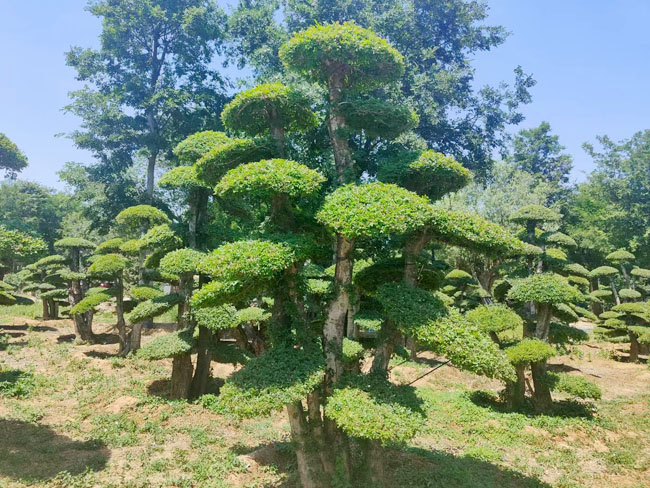 對(duì)節(jié)白蠟